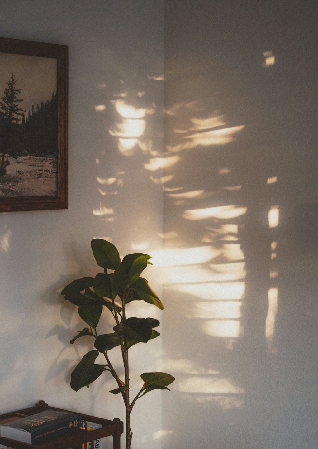 Large green houseplant stands in the corner of a room.